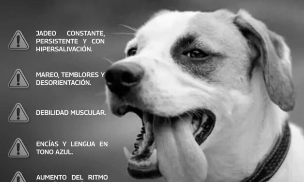 EL GOBIERNO DE REYNOSA Y BIENESTAR ANIMAL ADVIERTEN SOBRE LA POSIBILIDAD DE GOLPES DE CALOR EN MASCOTAS 