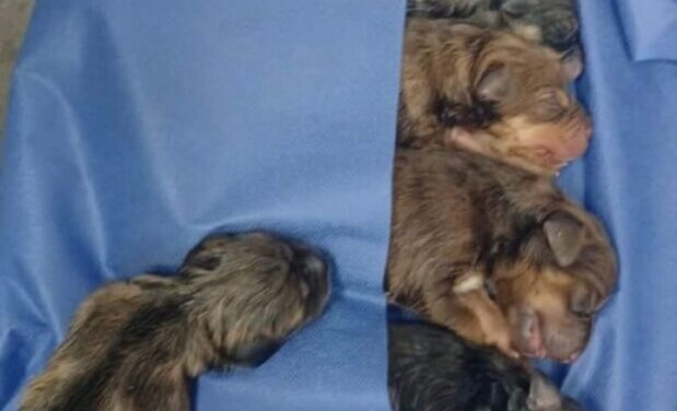 EL HOSPITAL VETERNIARIO MUNICIPAL RECIBE A 7 CACHORROS CON EXITOSA CESAREA