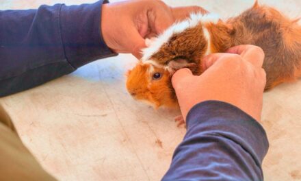 REYNOSA FORTALECE EL BIENESTAR ANIMAL CON AVANCES DEL PROGRAMA CURMA