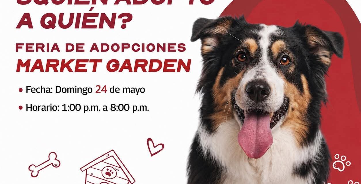 INVITA EL GOBIERNO DE REYNOSA A PARTICIPAR EN LA FERIA DE ADOPCIONES “¿QUIÉN ADOPTÓ A QUIÉN?”
