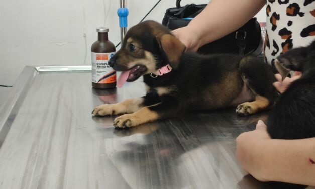 RESGUARDA HOSPITAL VETERINARIO MUNICIPAL DE REYNOSA A DOS CACHORROS EN SITUACIÓN VULNERABLE