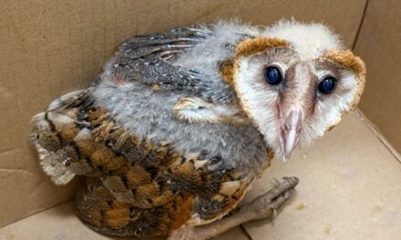 GOBIERNO DE REYNOSA PARTICIPA EN PROTECCIÓN DE FAUNA SILVESTRE